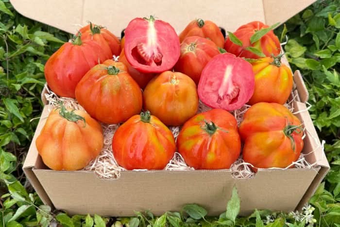 Tomaten "Cuore di Bue" Bio aus Salerno Flash-Aktion