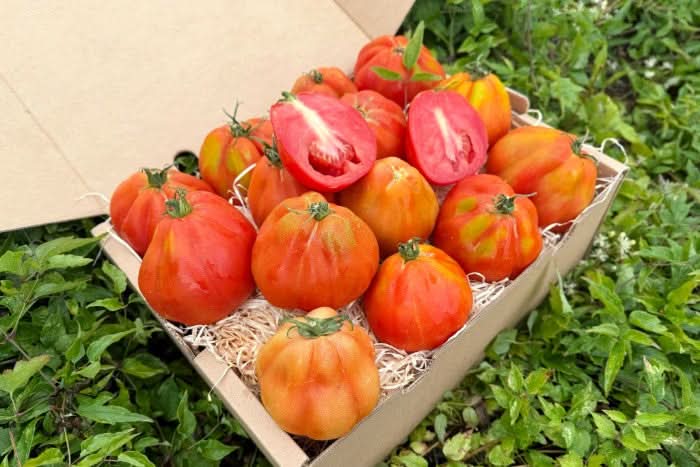 Tomaten "Cuore di Bue" Bio aus Salerno Flash-Aktion