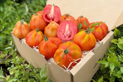Tomaten "Cuore di Bue" Bio aus Salerno Flash-Aktion
