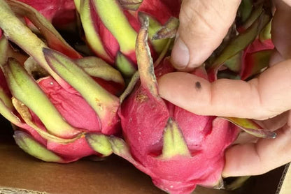 Drachenfrüchte von Julian Retter-Box