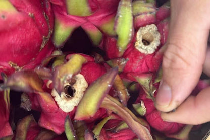 Drachenfrüchte von Julian Retter-Box