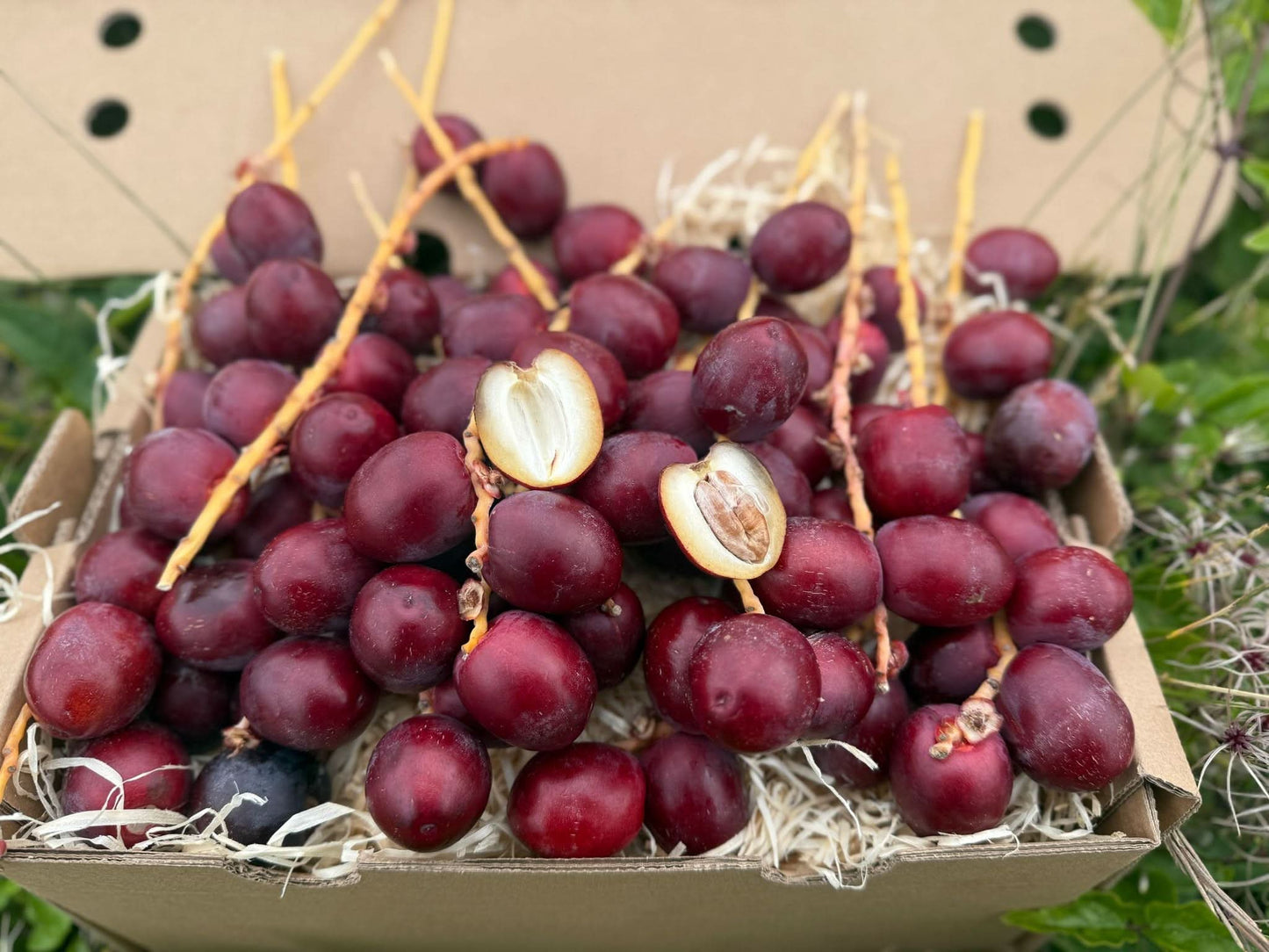 Datteln Barhi rot kaufen – frische geöffnete Datteln mit Kern in einer Box, naturbelassen aus Thailand
