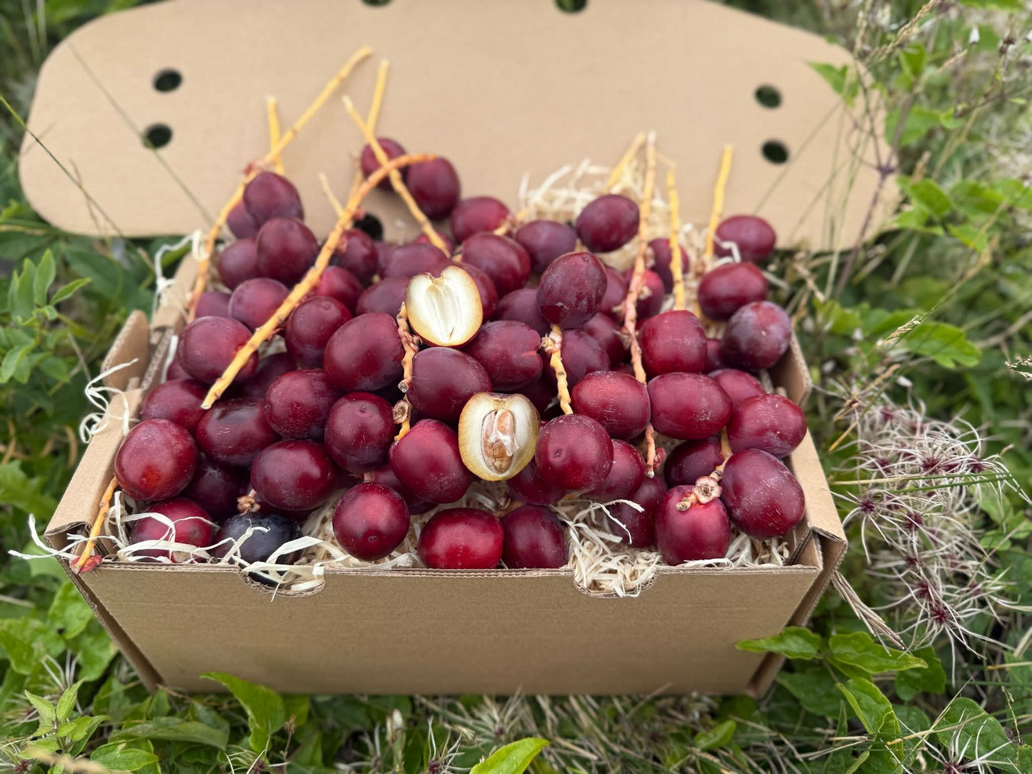Frisch geerntete rote Datteln Barhi in einer Naturbox – Datteln Barhi rot kaufen direkt vom Erzeuger