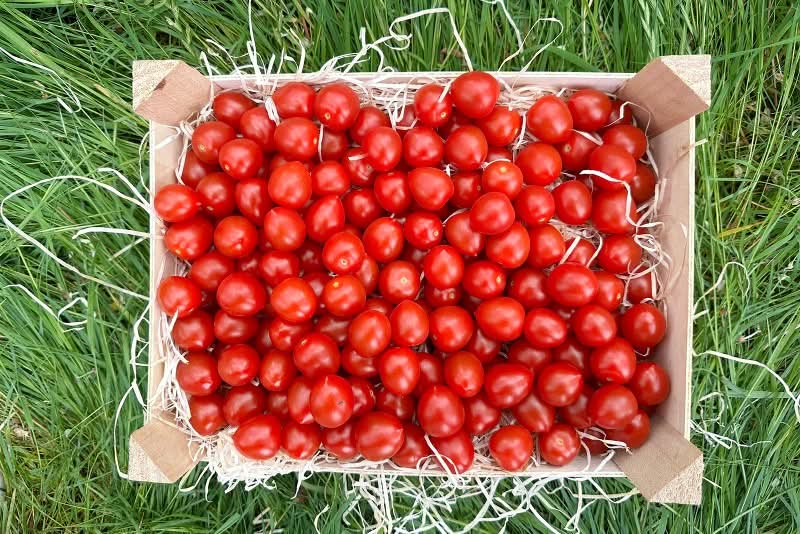 Datterino Tomaten Bio regional vom Laurerhof