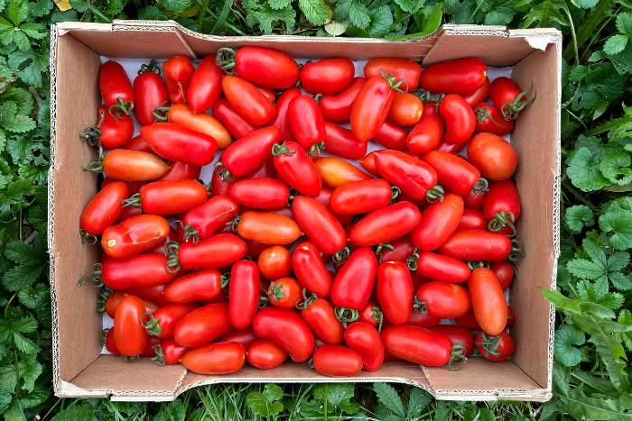 Mini-Tomaten "San Marzano" Bio von Maria aus Sizilien Flash-Aktion