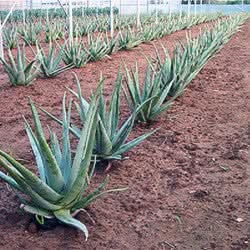 Aloe Vera Bio von Julian Retterbox 4 Stk.