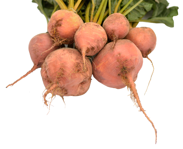 Gelbe Bete "gelbe Käthe" samenfest regional Bio Demeter Familie Schoof