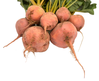 Gelbe Bete "gelbe Käthe" samenfest regional Bio Demeter Familie Schoof