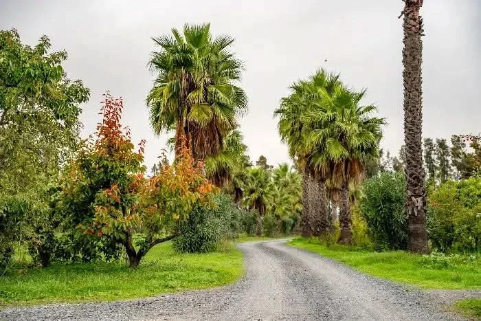 Orangen Bio Navelina von Andres