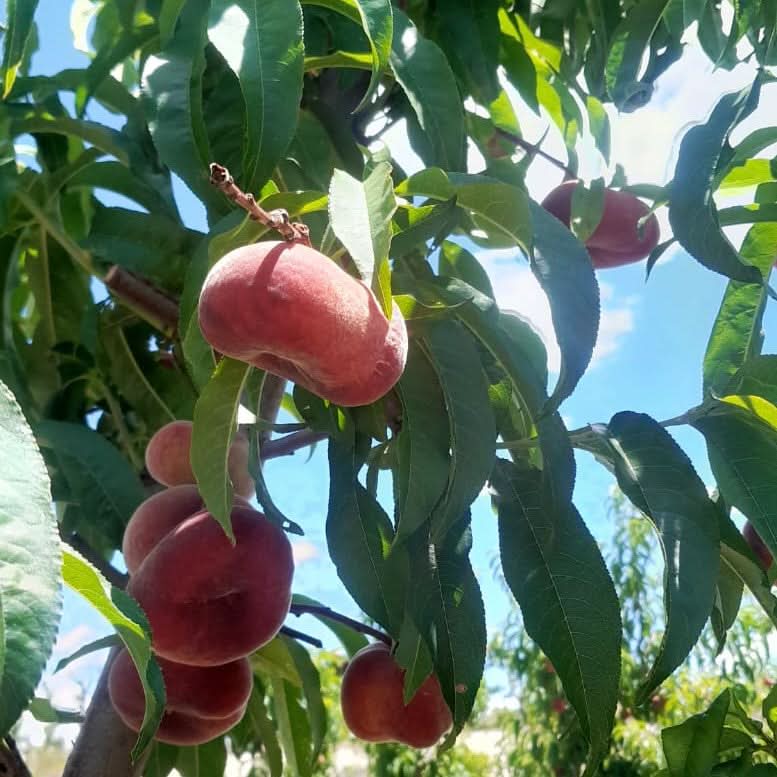 Bio Weinbergpfirsiche "Paraguayos" Sparpreis-Box 2,5kg