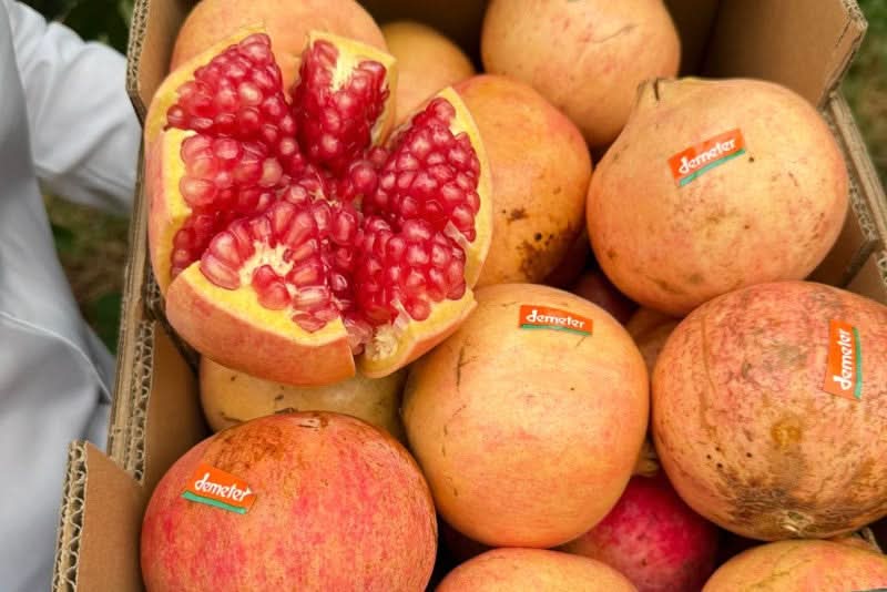 Granatapfel rosa "Mollar" Bio Demeter von Julia