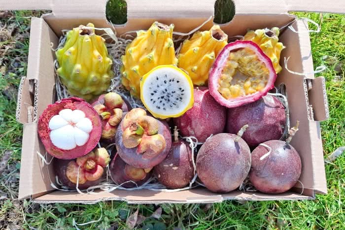 Exotische Früchtebox "Tropisches-Trio"