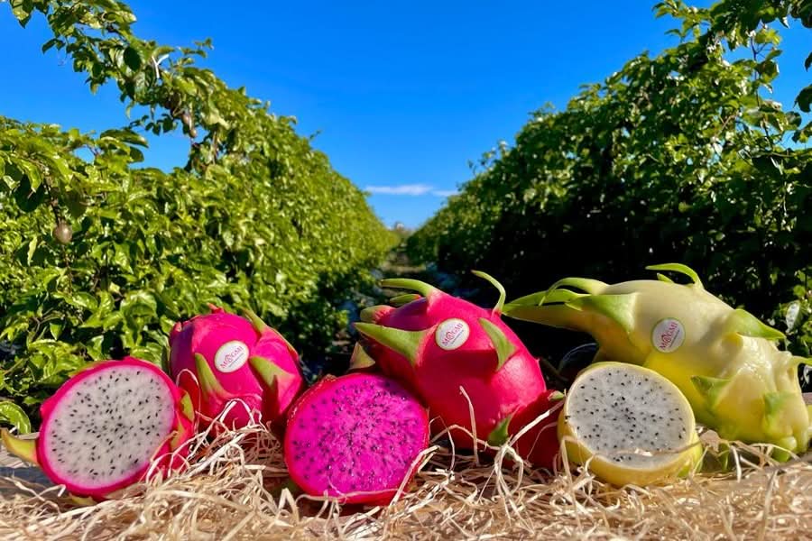 Mango & Drachenfrüchte Duo Box