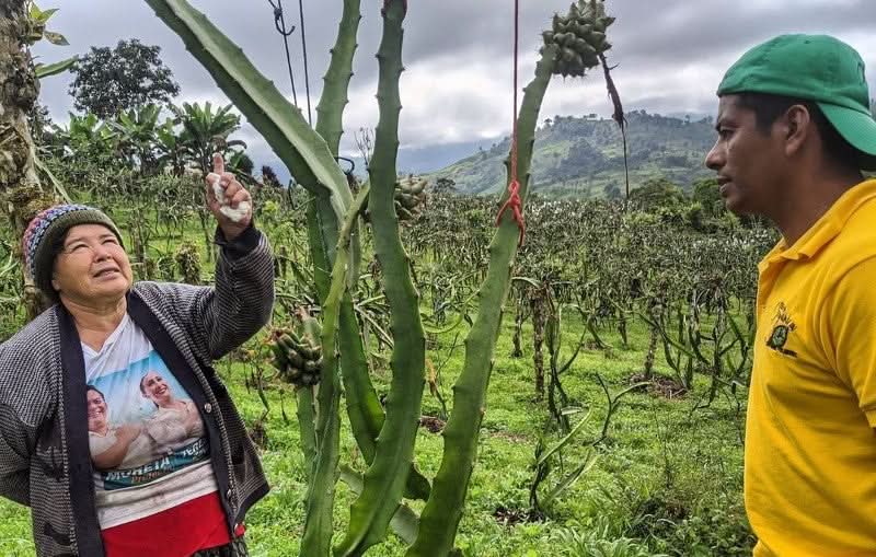 Drachenfrucht kaufen direkt vom Kleinbauern – Anbau und Pflege der Pitahaya in Ecuador