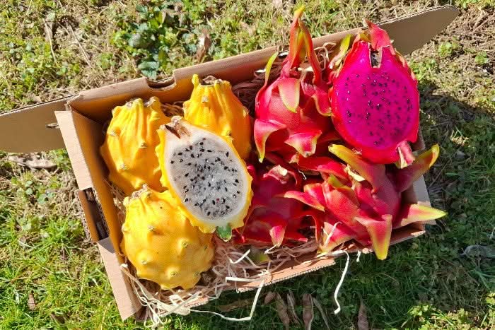 Drachenfrucht kaufen – Bio Drachenfrucht Mix mit gelber und roter Pitahaya in einer Box