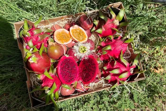 Bio Drachenfrucht kaufen – Mix aus roter Drachenfrucht und Passionsfrucht frisch in der Box