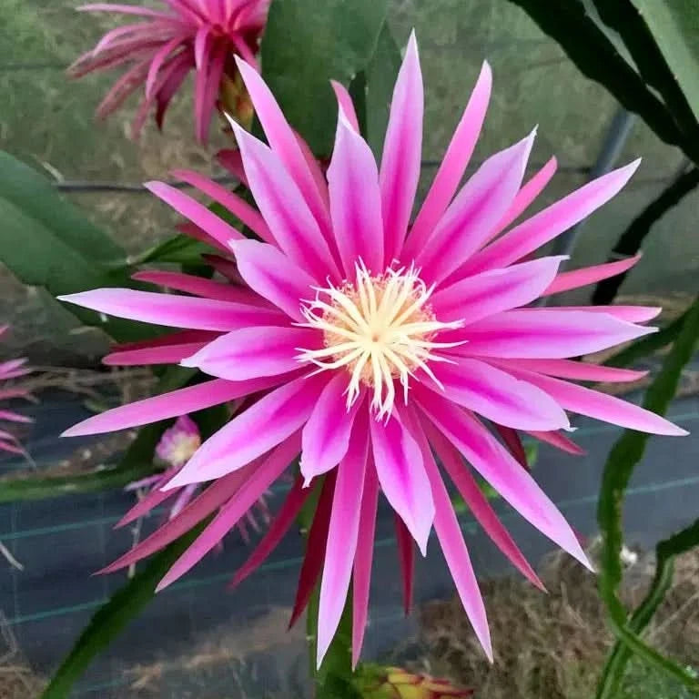 Blühende Drachenfrucht kaufen – exotische Pitahaya Blüte in kräftigem Pink