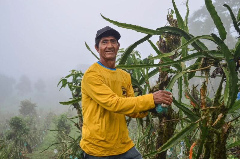 Bauer erntet frische Drachenfrucht im Nebel – drachenfrucht kaufen direkt vom Kleinbauern
