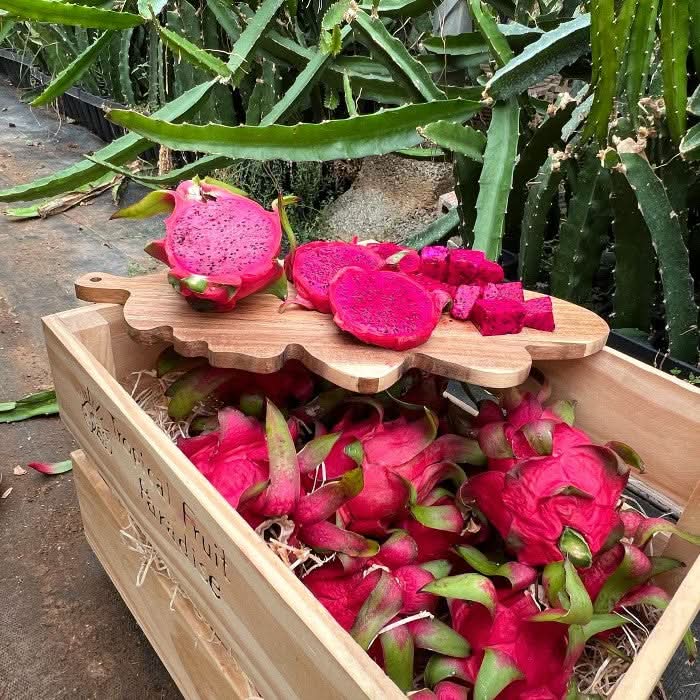 Rote Drachenfrucht kaufen – frisch geerntet in Holzkiste und in Scheiben geschnitten