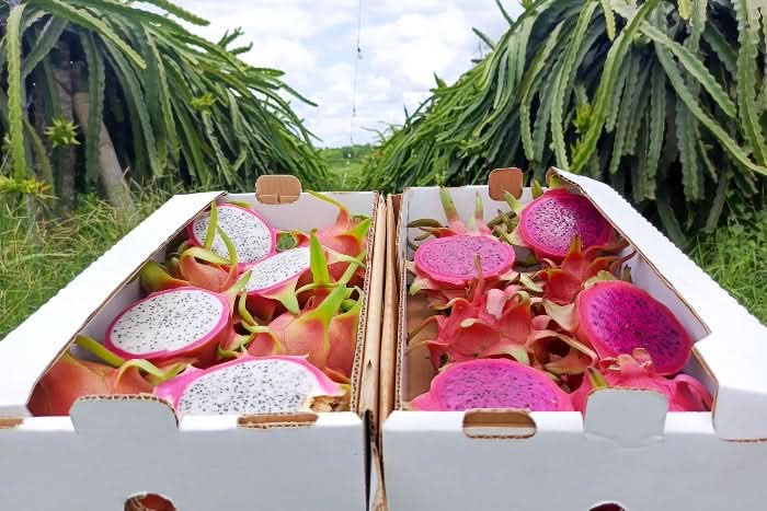 Frische Drachenfrucht kaufen – rote und weiße Pitahaya in Boxen direkt vom Feld
