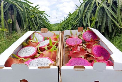 Frische Drachenfrucht kaufen – rote und weiße Pitahaya in Boxen direkt vom Feld