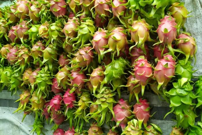 Frische Drachenfrucht kaufen – Pitahaya Ernte in verschiedenen Reifestadien