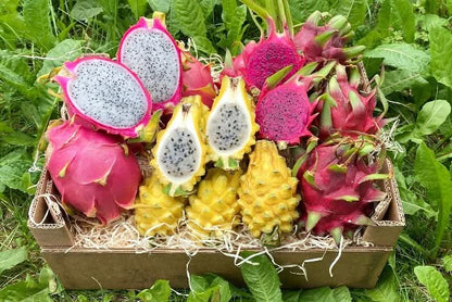 Drachenfrucht kaufen Mix Box mit gelber, weißer und roter Pitahaya Bio frisch direkt vom Erzeuger