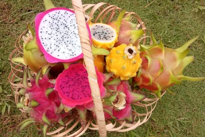 Bunter Mix aus gelber, weißer und roter Drachenfrucht im Korb – drachenfrucht kaufen online