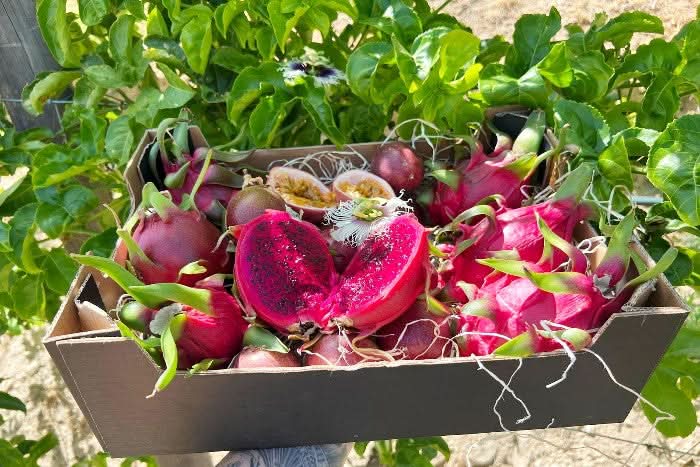 Frische Bio Drachenfrucht kaufen – Box mit Drachenfrucht und Passionsfrucht direkt aus Andalusien