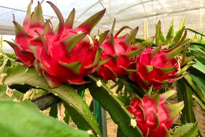 Rote Drachenfrucht an der Pflanze in Bio-Anbau – drachenfrucht kaufen frisch geerntet