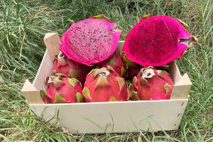 Frische rote Drachenfrucht in Holzbox – drachenfrucht kaufen direkt vom Erzeuger