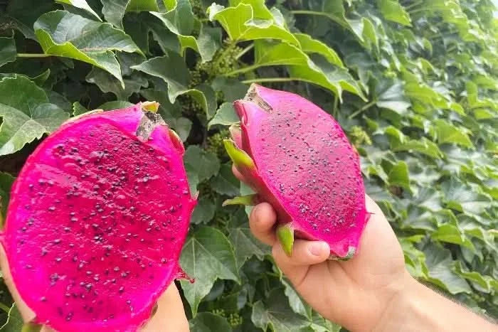 Rote Drachenfrucht aufgeschnitten – drachenfrucht kaufen und exotisches Fruchtfleisch genießen