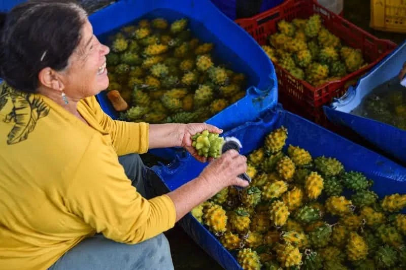 Frau reinigt frisch geerntete Drachenfrucht kaufen in nachhaltiger Plantage Südamerika