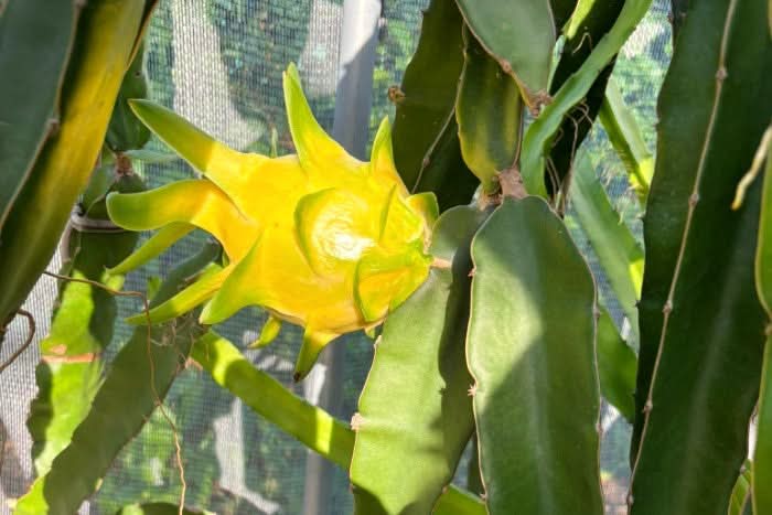 Drachenfrucht Mix bunt Aktionswoche