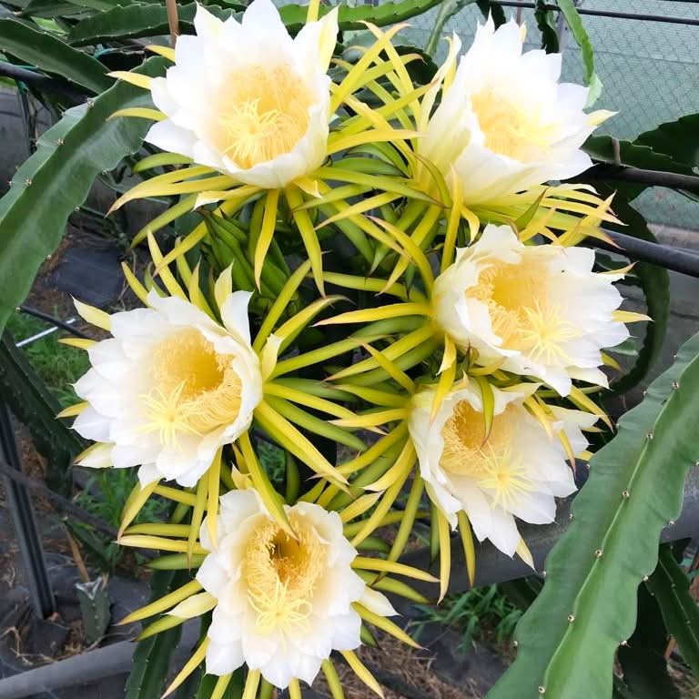 Fruchtfeuer Tropic Mix Box Sonderpreis