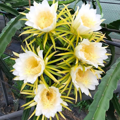 Fruchtfeuer Tropic Mix Box Sonderpreis