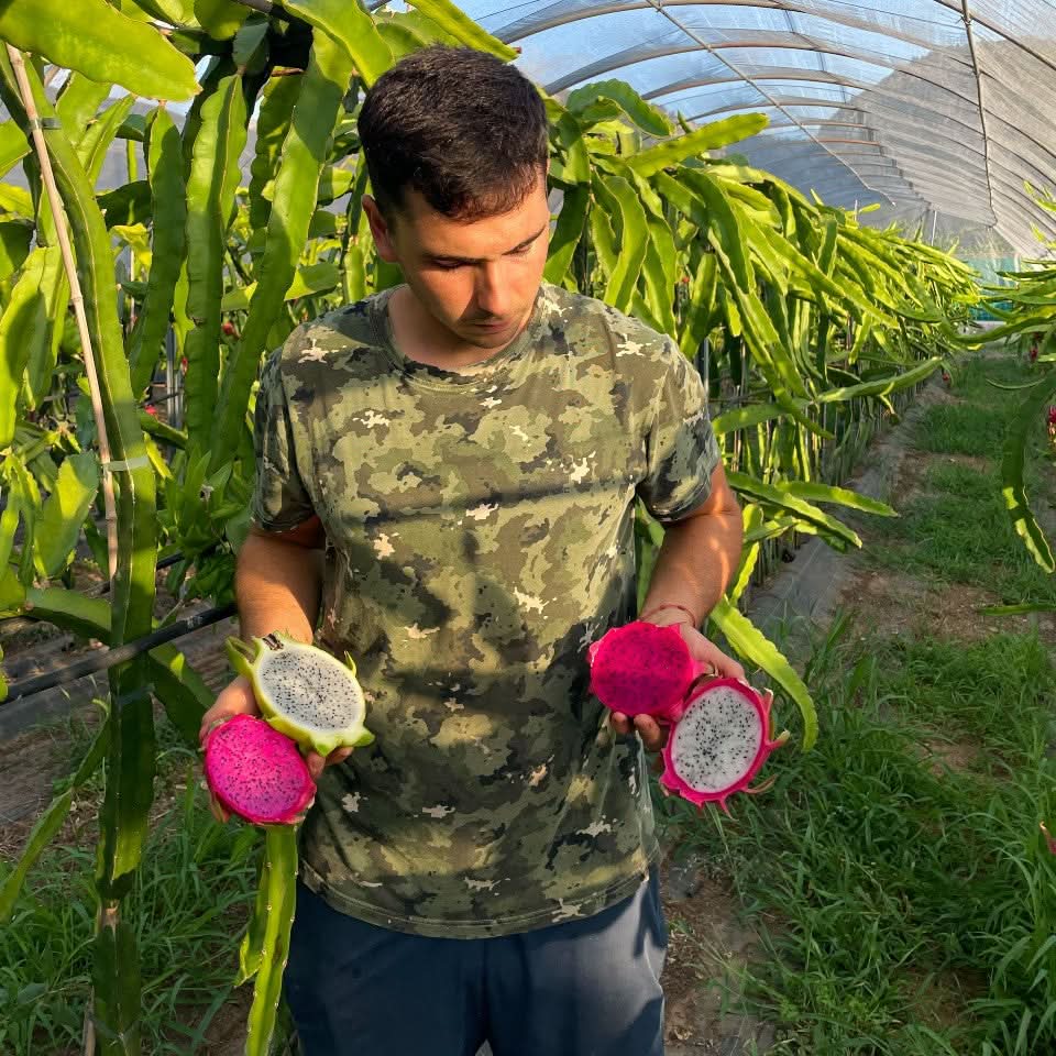 Fruchtfeuer Tropic Mix Box Sonderpreis