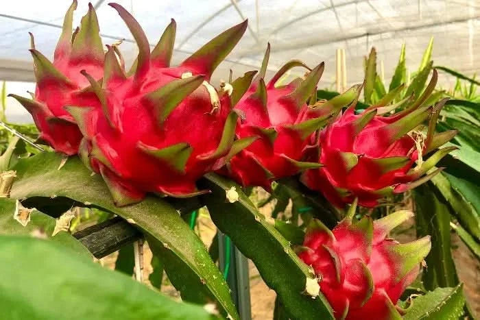 Drachenfrucht rot Bio Aktionswoche %