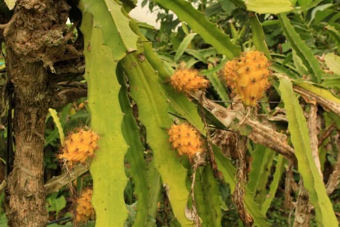 Exotische Früchtebox "Tropisches-Trio"