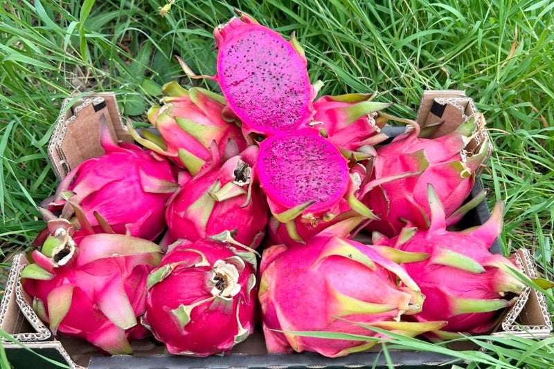 Drachenfrucht rot Bio von Paco Sonderaktion % 2kg