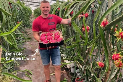 Drachenfrucht rot Bio von Julian Aktionswoche %
