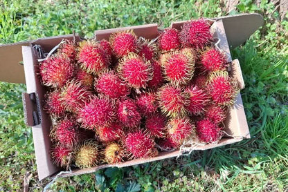 Rambutan naturbelassen