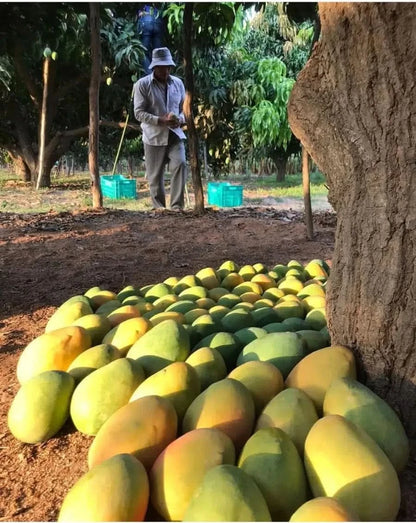 Mango "Edward" Bio Premium baumgereift