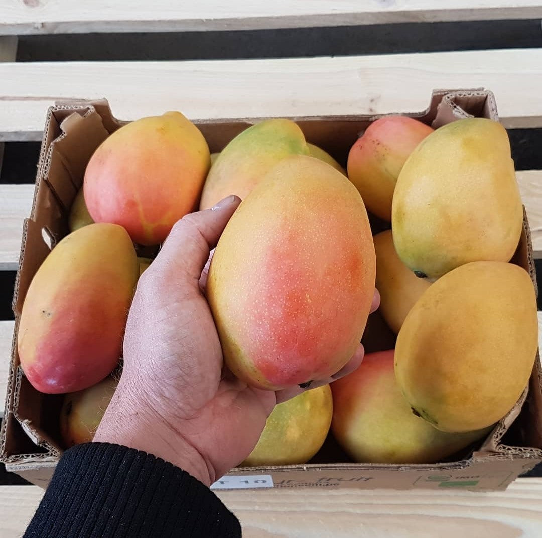 Mango "Edward" Bio Premium baumgereift