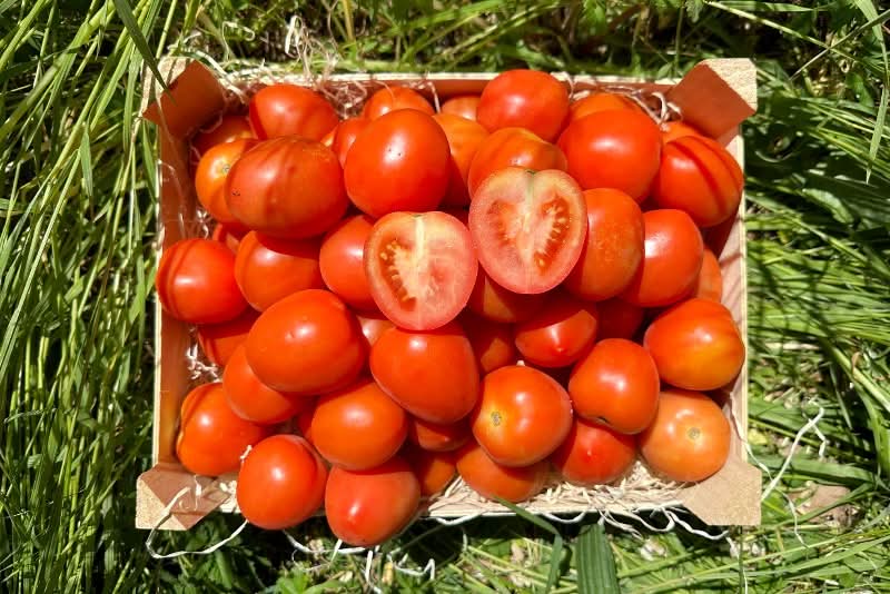 Tomaten "Roma" Bio