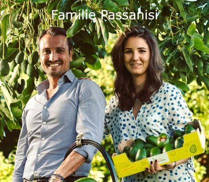 Avocado Fuerte Bio von Andrea Sizilien