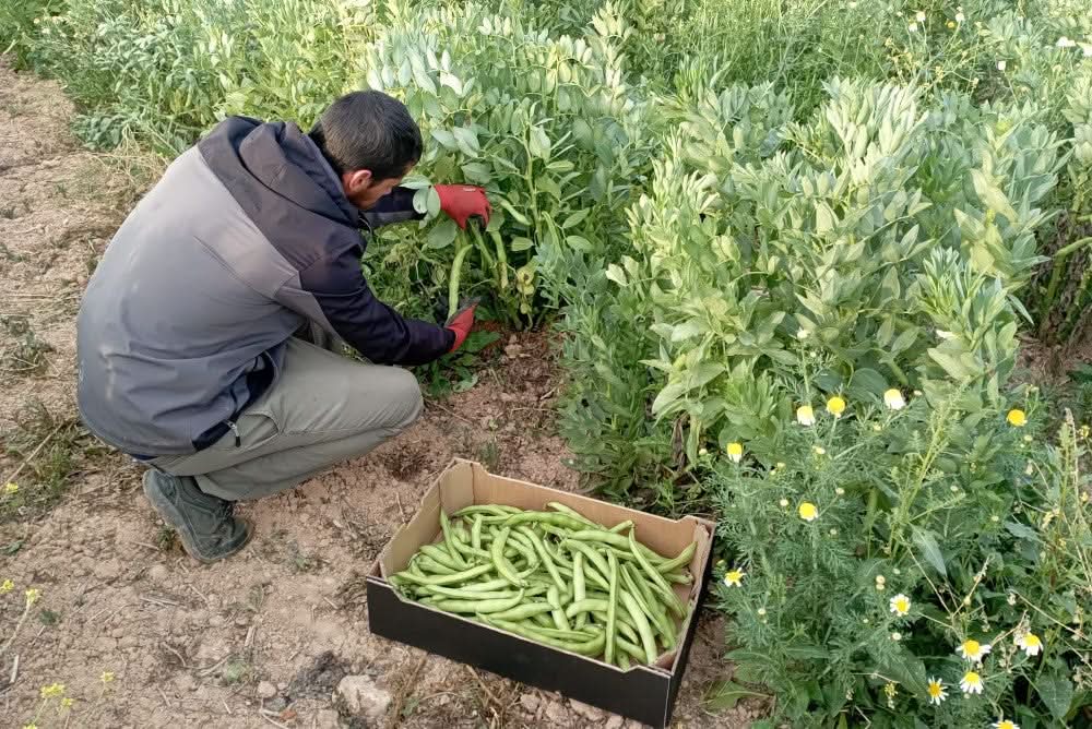 Dicke Bohnen (Original Fava) Bio aus der Provence