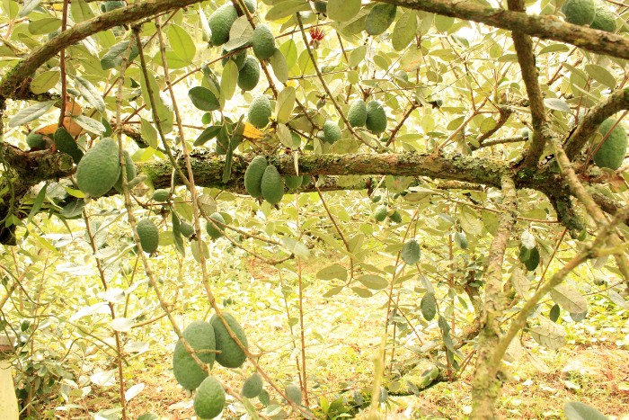 Feijoa (brasilianische Guave) Bio