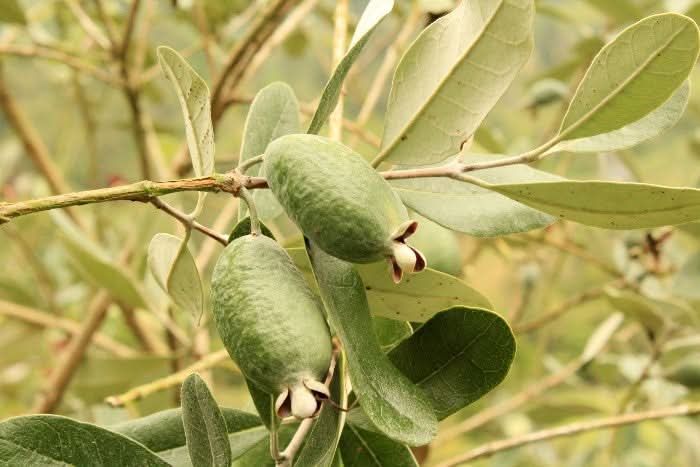Feijoa (brasilianische Guave)
