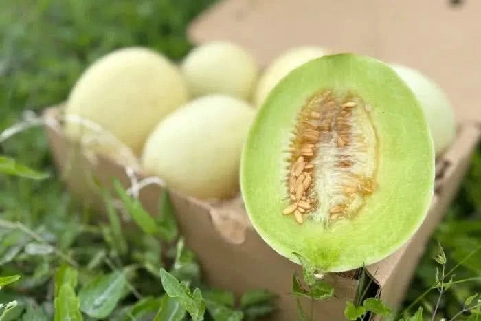 Honigmelone Bio Flavor Journey